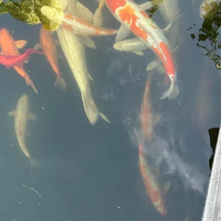 Freetimeflat Mies & Fien Apartament